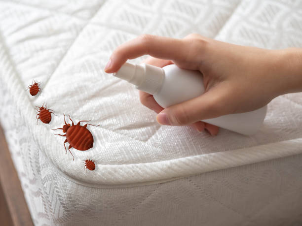 Professional Pest Control in Clearwater, MN