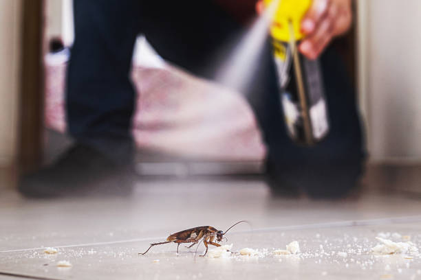 Best Local Pest Control Services  in Clearwater, MN